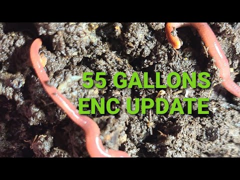 55 Gallon ENC Worm Bin Update