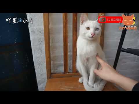 смешные видео про кошек , собак и животных | funny videos about cats 87  #cat #animals #funnycats