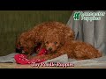 Toy Poodle dogs for sale: Carter - Video 1