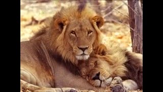 Neil Diamond - I Am The Lion