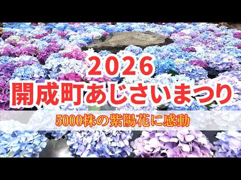 【初日】開成町あじさいまつり 5000株のアジサイに感動 グルメ詰め放題に大満足 2026