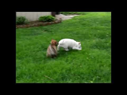 Shiba Inu Puppies For Sale Ephraim Stoltzfus