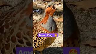 Download lagu Misteri Burung Jarang Dijumpai: Suara Langka yang Membuat Bulu Kuduk Berdiri mp3