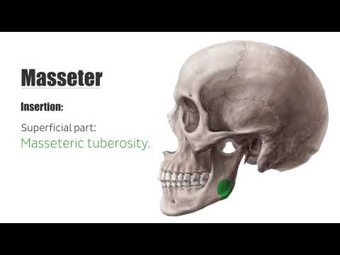 Masseter Muscle   Function, Origin, Insertion & Innervation   Human Anatomy   Ke HD