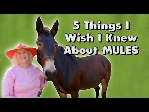 5 Things I Wish I Knew About MULES