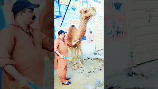 camel sacrifice | camel qurbani | ount ki qurbani | #trending #animals