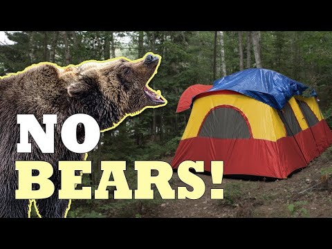 How I Stay Safe From Bears When Camping In Colorado