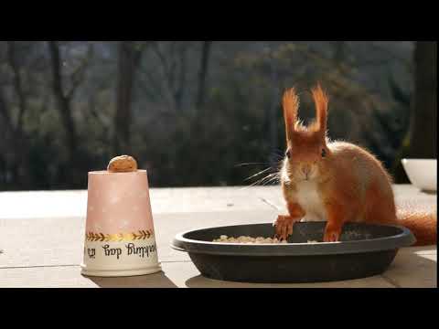Freundschaft mit einem Eichhörnchen / beseondere Momente und close-up in 4K