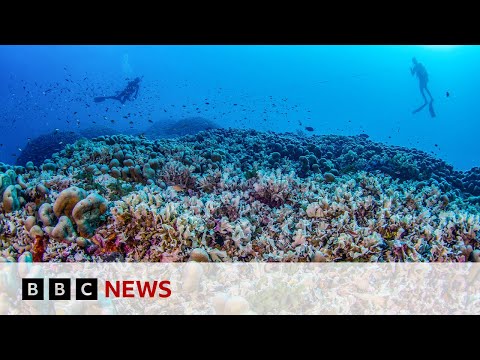 Video | World’s largest coral found in Pacific Ocean | BBC News