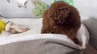 タイニープードルの動画01