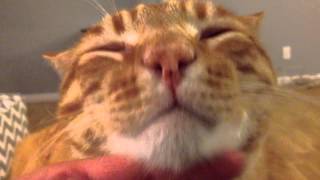 Tigger the cat chin scratch