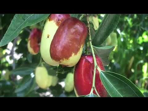 What's Growing On with Jujube: An Alternative Fruit Tough Enough for Texas