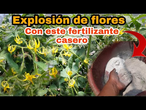 , title : 'Explosión de FLORES y FRUTOS en plantas de TOMATE mezclando estos dos ingredientes caseros'