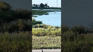 Black drum tailing in the middle of Rockport usually a dry lot! ￼