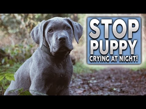 How To STOP Your Puppy Barking, Crying and Howling at Night!