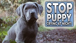 How To STOP Your Puppy Barking, Crying and Howling at Night!