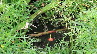 Download lagu Senar lepas dari joran ditarik ikan besar saat mancing betok di rawa #SG-110 mp3