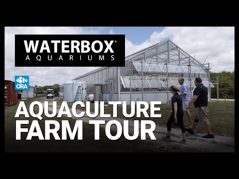 image-Where are the saltwater barramundi fish farms?