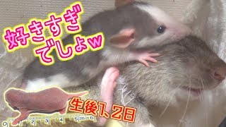 片腕の無いラットの様子とピンクラットの成長(ゆっくり実況音声あり)