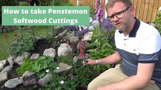 Taking Penstemon Cuttings the Easy Way | How to Propagate | Softwood Cuttings | Hardy Perennials