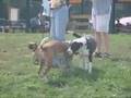 Dog Day- Baha Men Who let the dogs out