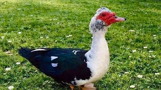 Duck foster needed around Havelock as owner prepares for deployment