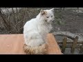 Old Cat With Orange Tail From The Basement