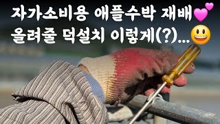 자투리공간 활용, 애플수박 재배