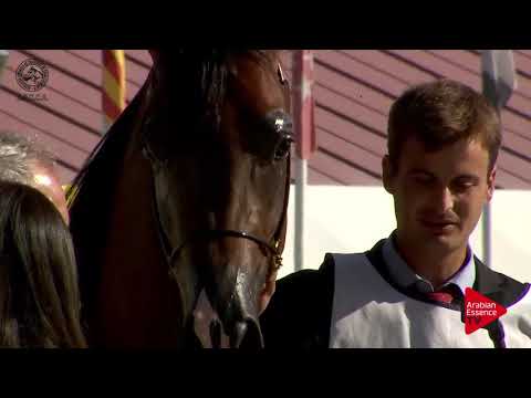 GOLD - N.40 AB'YADTH RIGEL - 2017 SPANISH NATIONALS - Junior Colts Championship (Class 15)