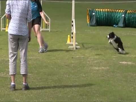 Dogs West Fundraiser 2012 - Nike Excellent Jumping