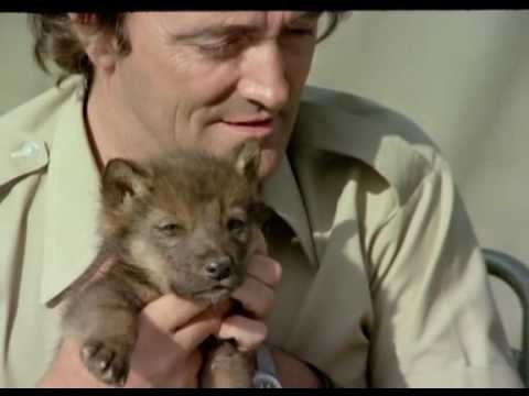 El Hombre y el Lobo /// El hombre y la tierra/// félix rodriguez