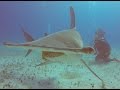 Hammerhead Sharks of Bimini - Bahamas 2016 Dolphin Dream