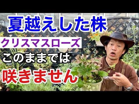 園芸 コルシカ産ラリシオパイン