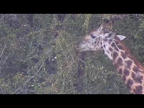 Djuma: Lone Giraffe feeding-Pt:1 - 12:40 - 08/31/20