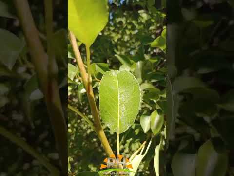 💯 #chichinales #rionegro #patagonia #argentina