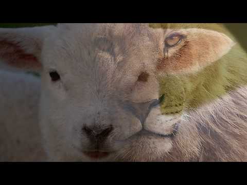 Der Löwe und das Lamm - Musik: Jesusgemeinde Rinteln