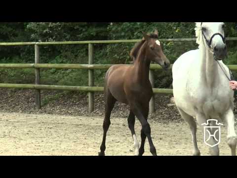 CH073 Stutfohlen von Cascadello I   Carthago   Caretino