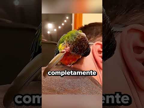 O Que É a Casca Na Pena Do Pássaro  #curiosidades #animais