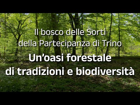 Il Bosco delle Sorti della Partecipanza di Trino - Un'oasi forestale di tradizioni e biodiversità