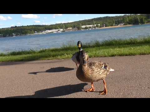 , title : 'Swedish Ducks - Svenska Ankor'