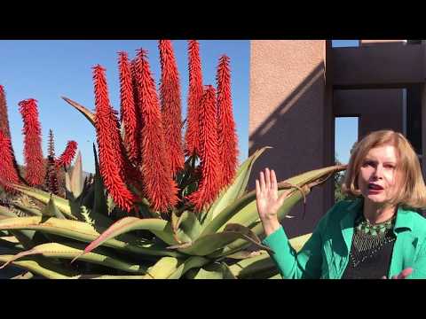 download lagu mp3 mp4 Aloe Barberae In Pots, download lagu Aloe Barberae In Pots gratis, unduh video klip Aloe Barberae In Pots