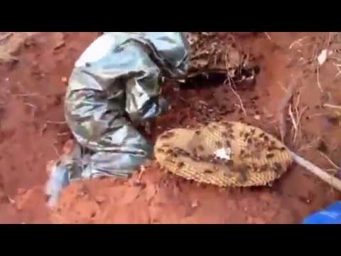 Огромные шершни   Giant Hornet hive inside soil