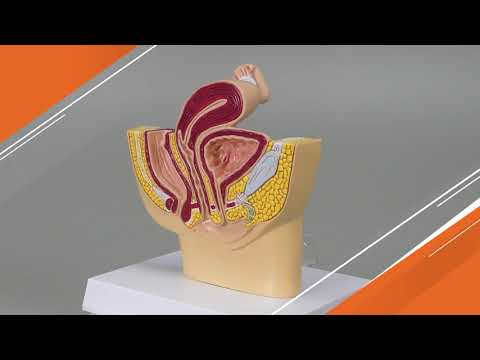 Female Pelvis Section Anatomy Model | AnatomyStuff