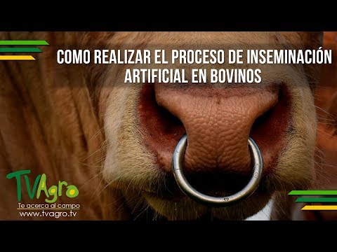 , title : 'Como Realizar el Proceso de Inseminación Artificial en Bovinos - TvAgro por Juan Gonzalo Angel'