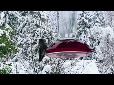 Anna’s Hummingbird feeding
