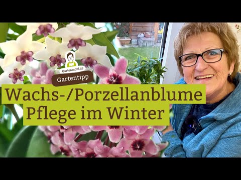 , title : 'Eigentlich wollen sie ihre Ruhe - Wachsblume / Porzellanblume im Winter pflegen | Zimmerpflanzen'