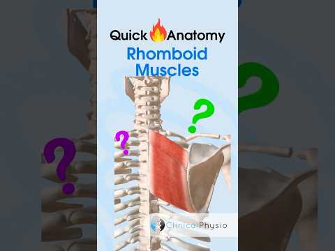 Anatomie & Behandlungswissen Videos – Interaktives Nachschlagewerk für Physio, Massage, Therapie 54 Rhomboid Muscles #physicaltherapy #physiotherapy #anatomy #muscleanatomy #rhomboids