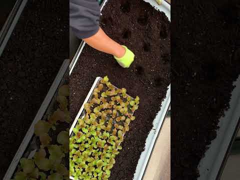 Grow lettuce bunches each time