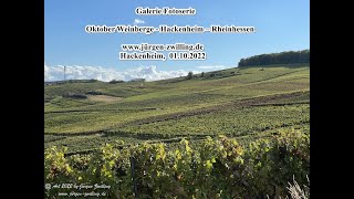 Galerie Fotoserie Oktober Weinberge Hackenheim Rheinhessen