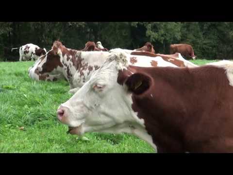 Reč struke ep. 118 10.10.2017. NAJAVA